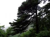 Mount Huangshan