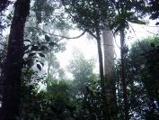 Tropical Rainforest Heritage of Sumatra