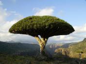 Socotra Archipelago